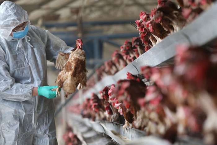 Bird Flu In India 2021: Cases Reported In Kerala, Himachal, Madhya Pradesh, Rajasthan