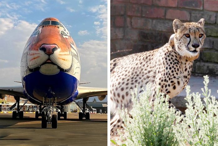 Cheetah is back: B747 Jumbo sporting Big Cat motif lands in Namibia to ferry world's fastest animal