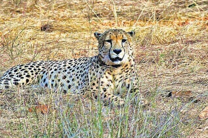 Cheetah Brought In From Namibia Last Year Dies In Madhya Pradesh